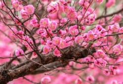 风有约，花不误石家庄市植物园梅花迎春绽放