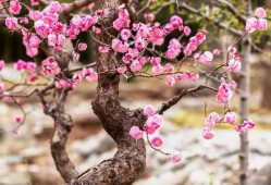 风有约，花不误石家庄市植物园梅花迎春绽放