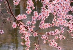 花开南湖！唐山南湖开滦旅游景区春日赏花攻略