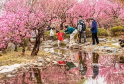 风有约，花不误石家庄市植物园梅花迎春绽放