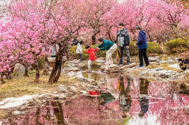 风有约，花不误石家庄市植物园梅花迎春绽放  第2张