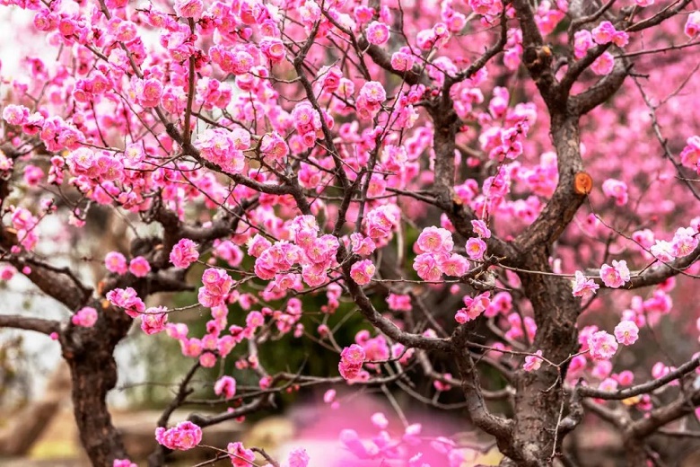 风有约，花不误石家庄市植物园梅花迎春绽放  第4张